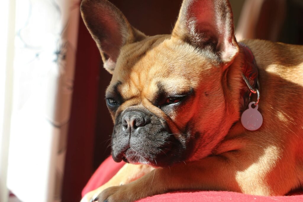 Lazy Dog Breeds: Best 7 Expert Tips!