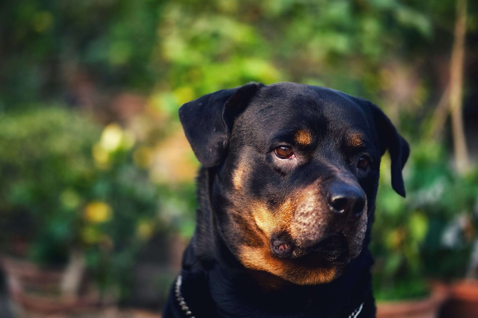 Dog Toothache Symptoms: Best 7 Health Tips!