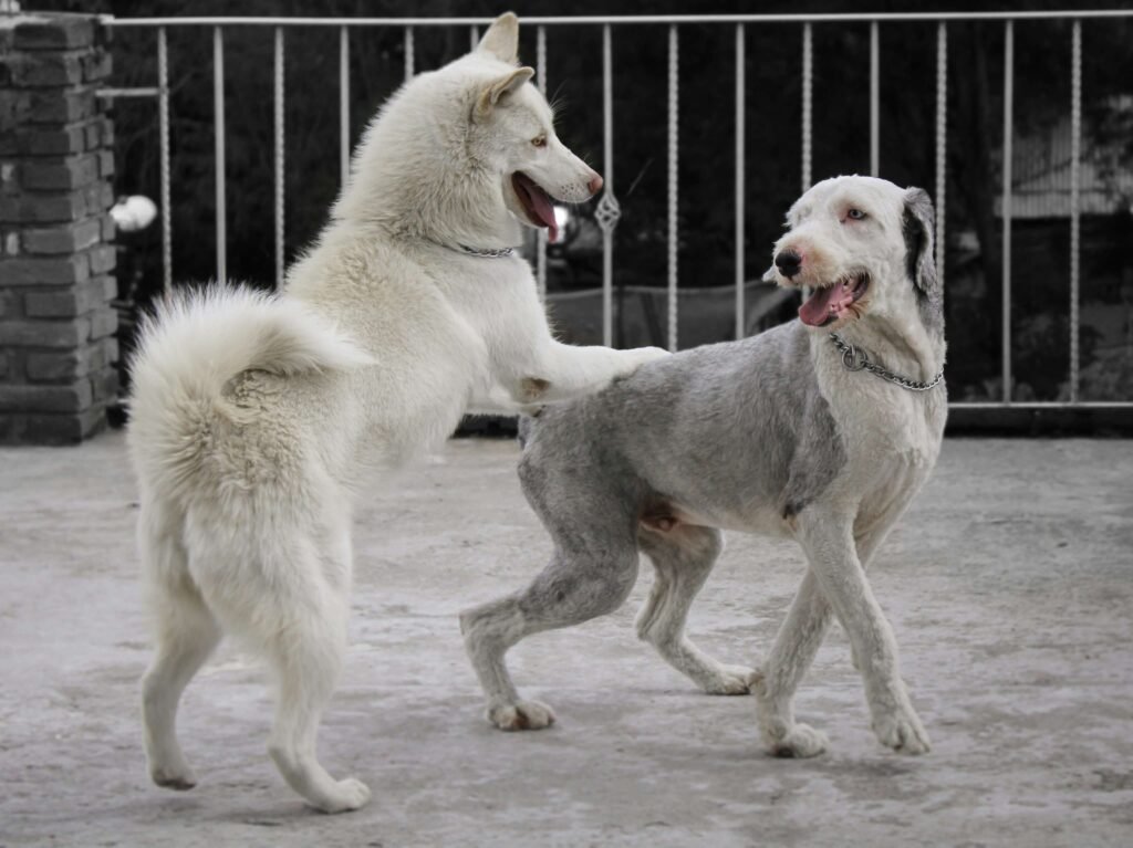 Home Remedy for Dog Constipation: Best 7 Expert Tips!