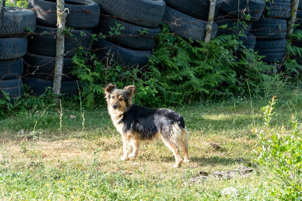 My Dog Drank Coffee with Milk: Best 7 Health Tips!