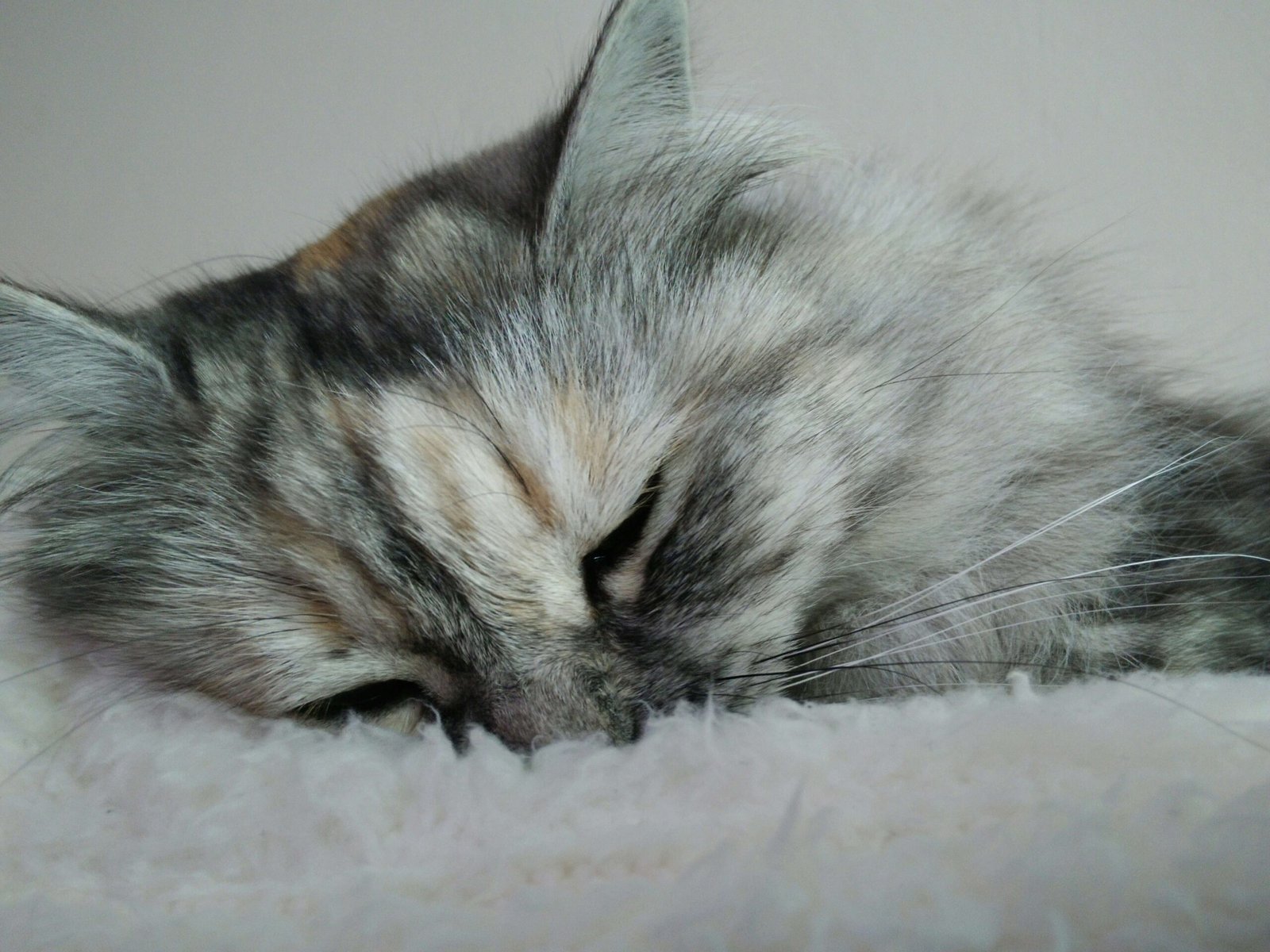 Can Cats Eat Pork? Best 7 Health Tips!