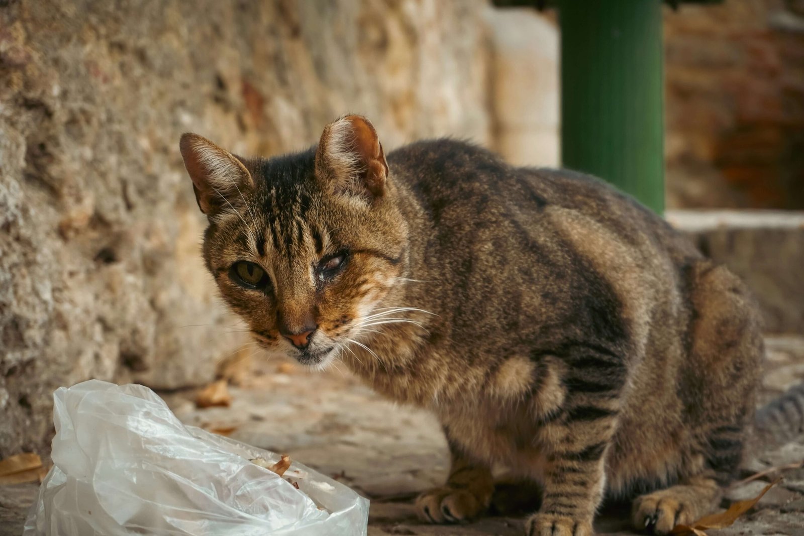 Can I Leave My Cat Alone for a Week? Best 7 Expert Tips!