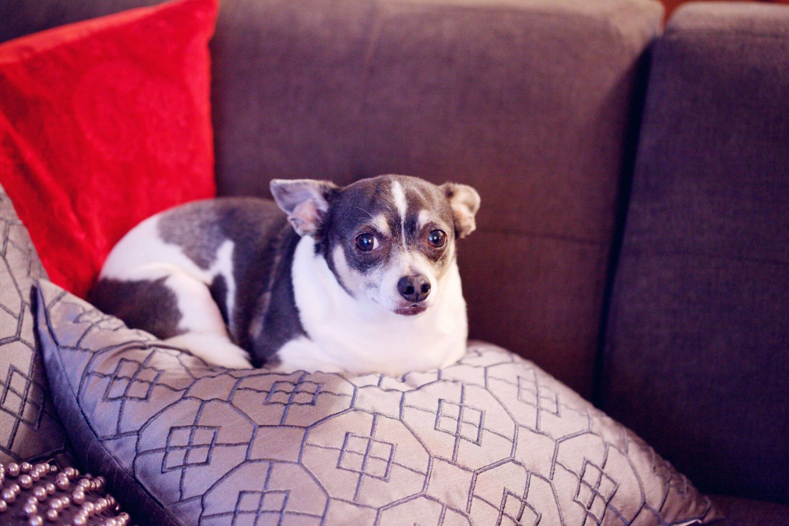 Why Does Dog Poop Turn White? Best 7 Expert Tips!