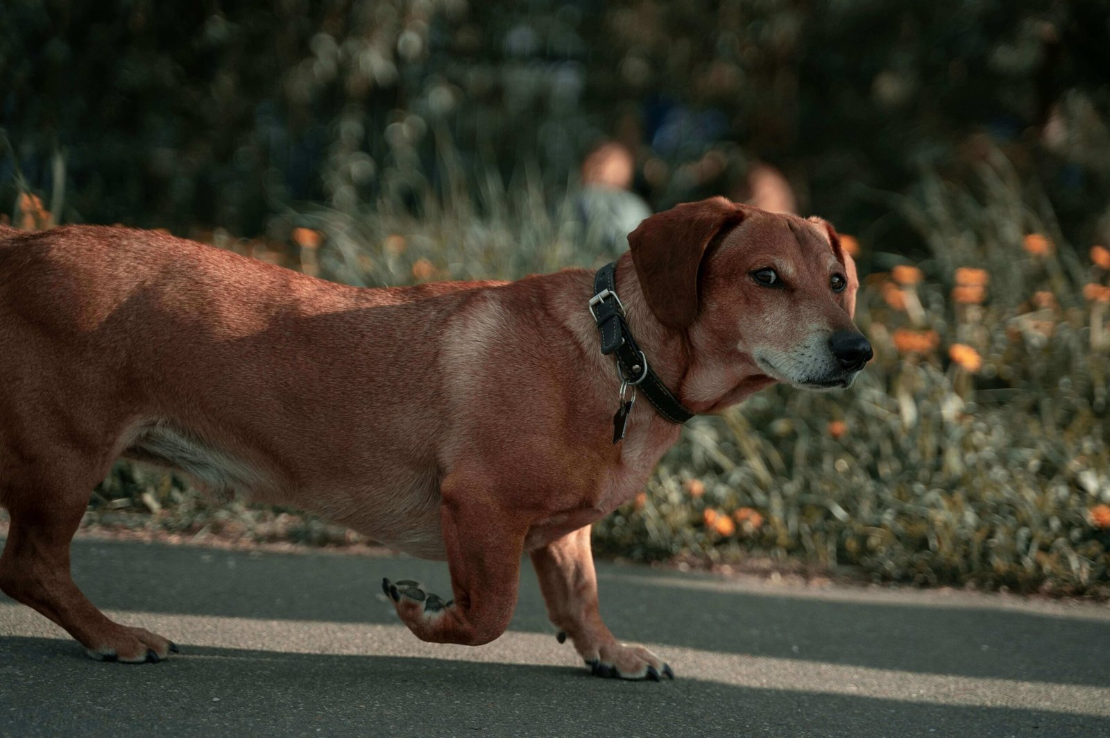 How Long Can a Dog Stay in a Crate? Best 7 Expert Tips!