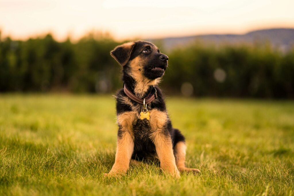 What Temperature Is Too Cold for a Dog in a House? Best 7 Tips