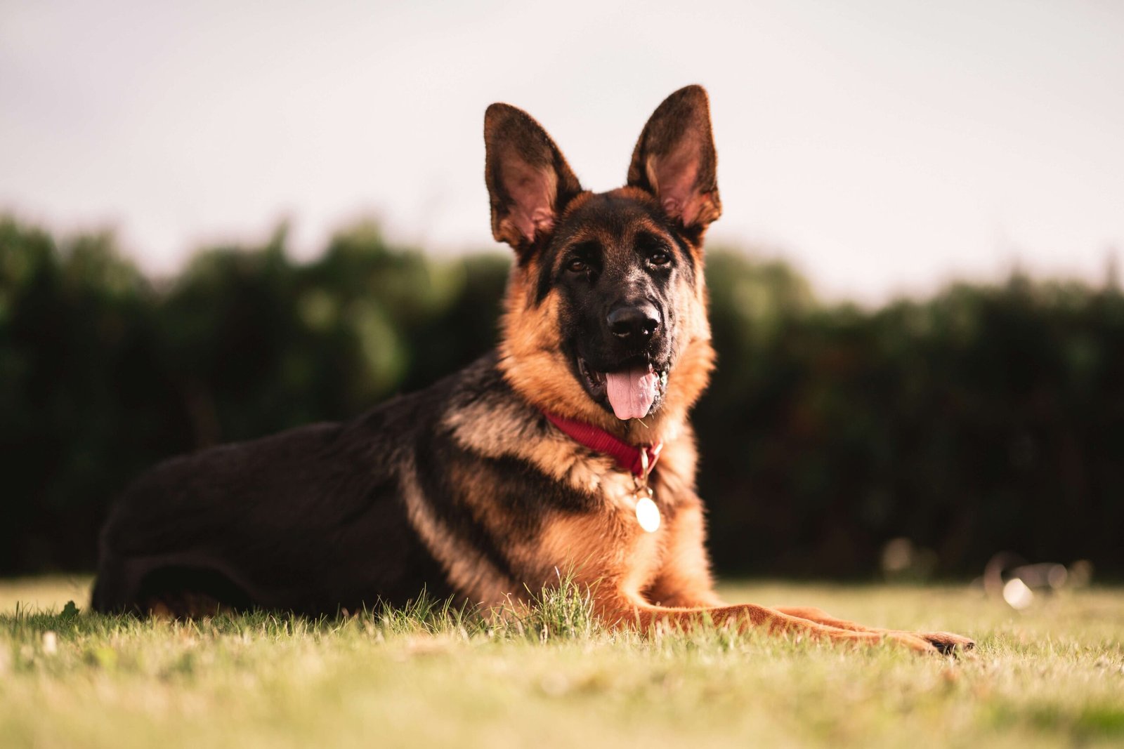 Dog Wart vs Skin Tag: Best 7 Health Tips!