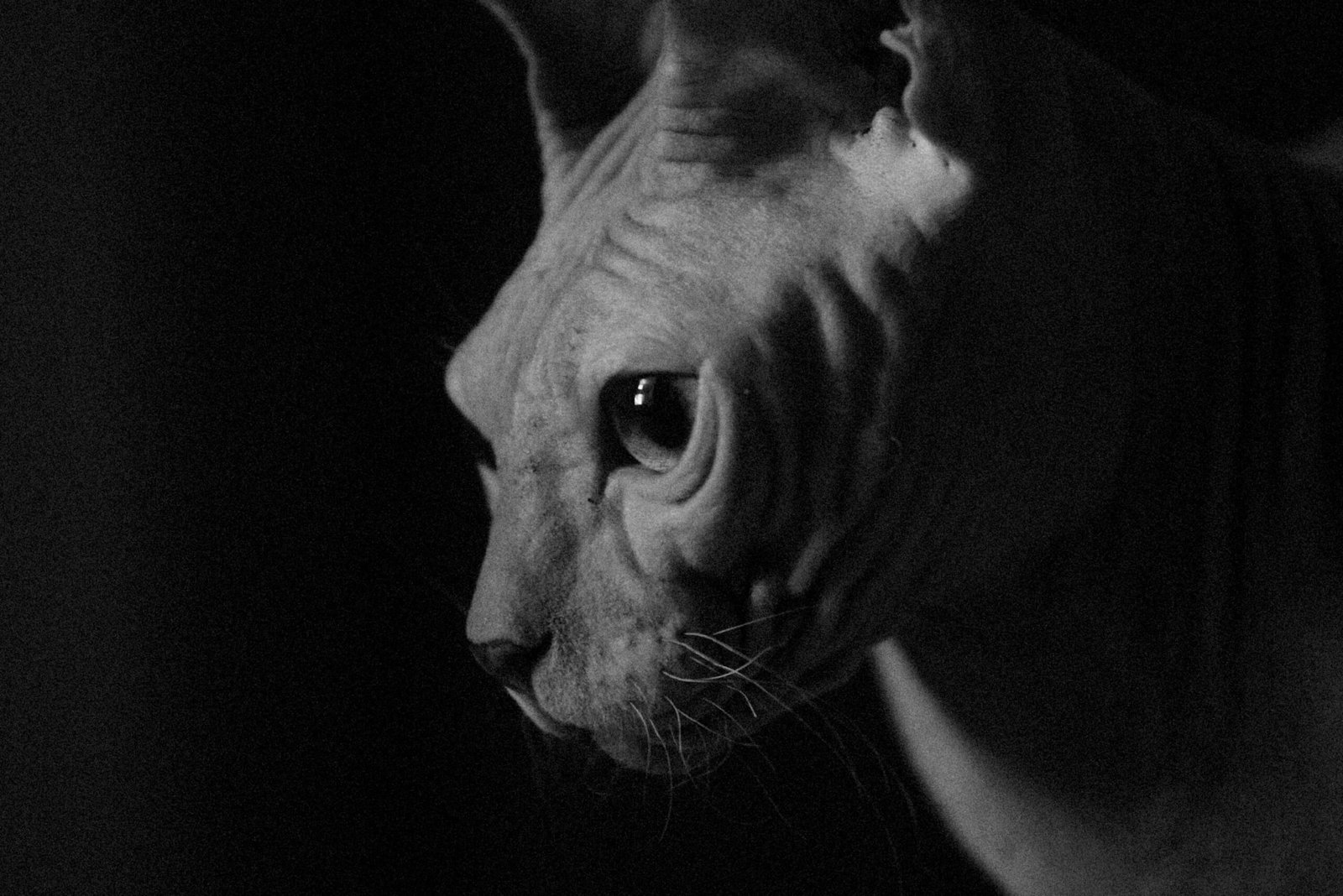 The Mystical Egyptian Bat Cat Breed: Best 7 Expert Tips!