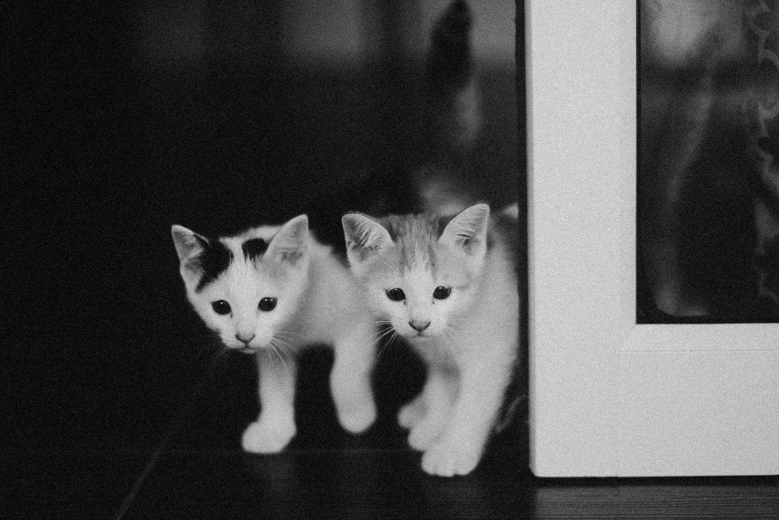 Understanding the Costs of Cat Surgery: Best 7 Expert Tips!