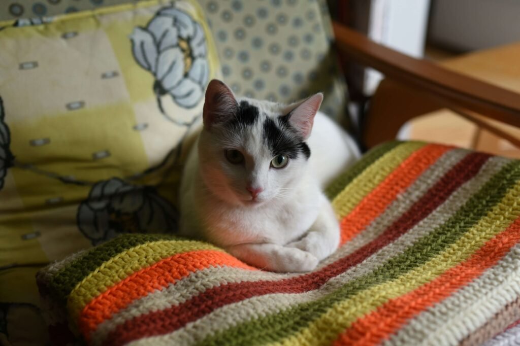 Name for Your Stray Cat: Best 7 Expert Tips!