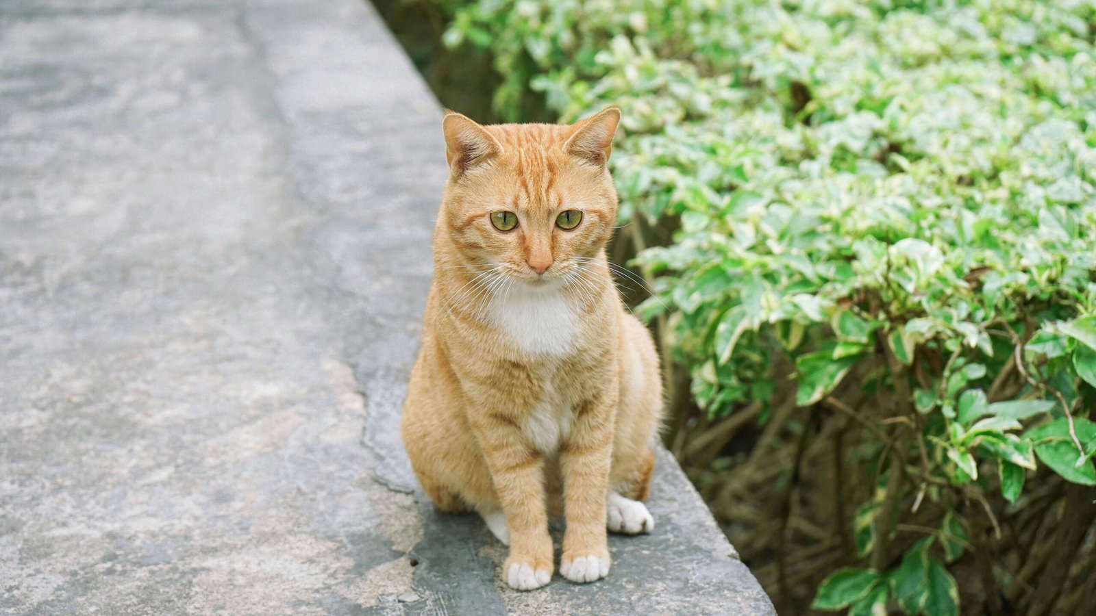 Can You Spay a Pregnant Cat? Best 7 Health Tips!