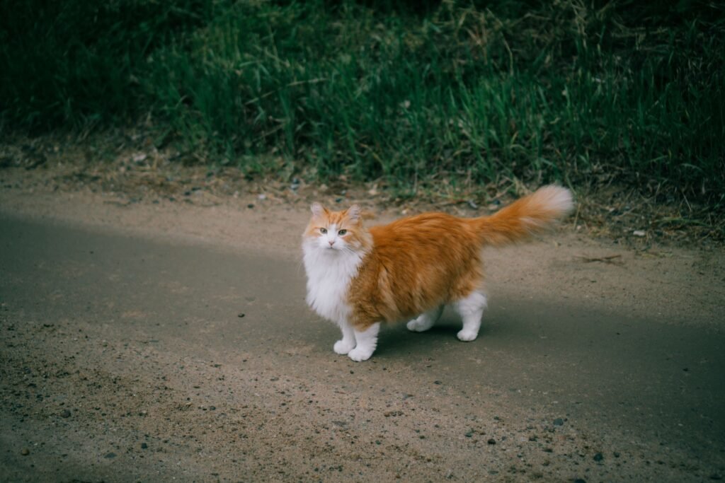 Ragamuffin Cats Price: Best 7 Expert Tips!