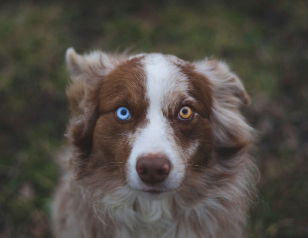 The Beauty of Heterochromia in Dogs: Best 7 Health Tips!
