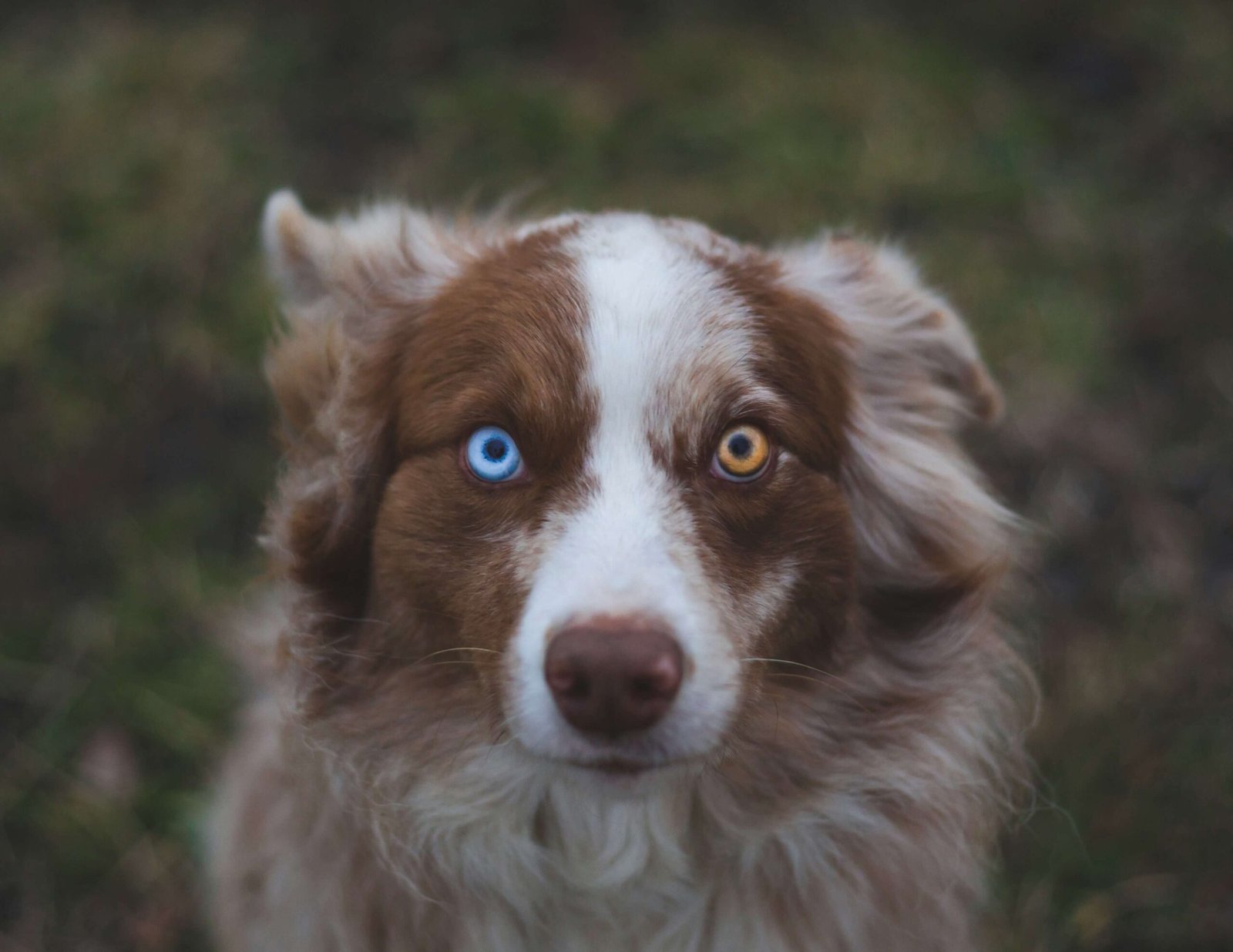 The Beauty of Heterochromia in Dogs: Best 7 Health Tips!