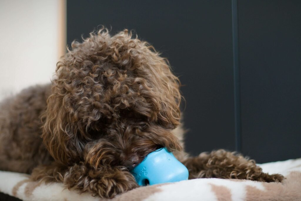 How to Stop Dog Aggression Towards Cats: Best 7 Tips!