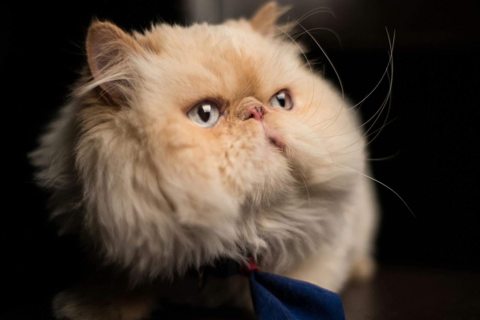 Understanding Cat Dandruff and Flea Eggs: Best 7 Tips!
