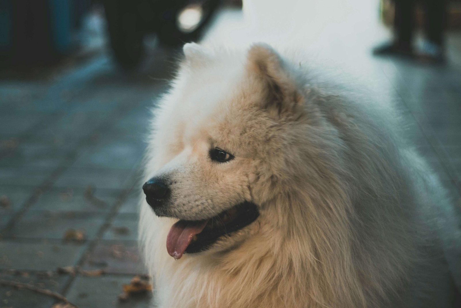 The Cost of Dog Mammary Tumor Removal: Best 7 Health Tips!