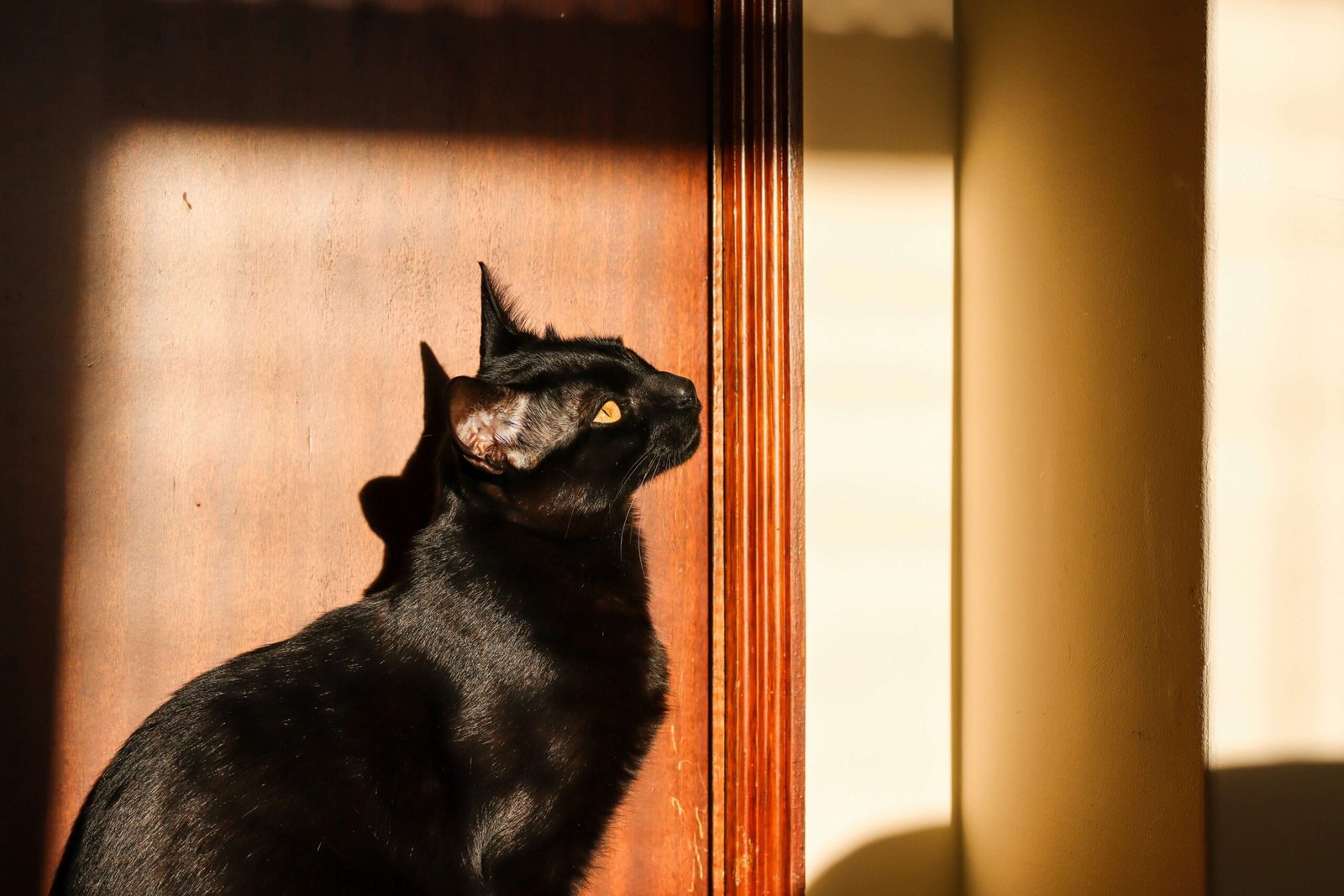 Bombay Cat Characteristics: Best 7 Expert Tips!