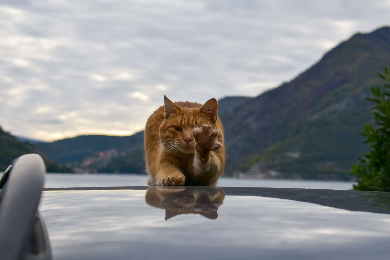 Understanding the Cost of a Cat MRI: Best 7 Expert Tips!
