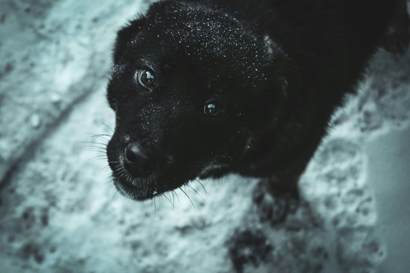 Understanding Dog Tooth Decay Stages: Best 7 Expert Tips!