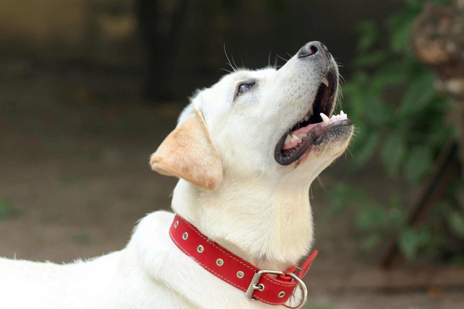What Happens When Your Dog Eats Popcorn Kernels? Best 7 Tips