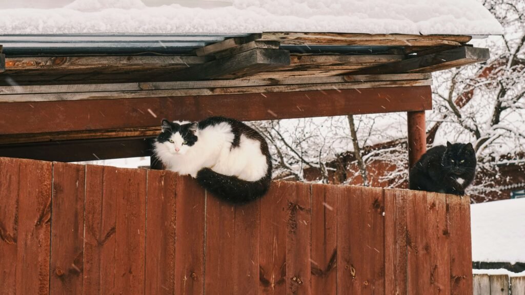The Enchanting Tuxedo Siberian Cat: Best 7 Expert Tips!