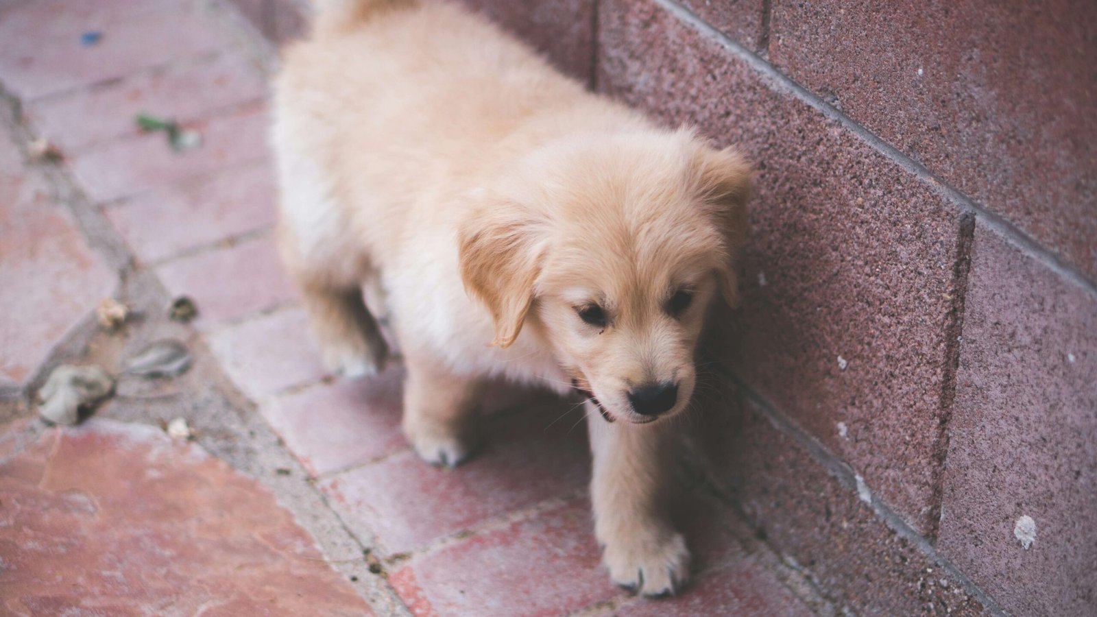 Why Does My Dog Lick Me Excessively at Night? Best 7 Tips!