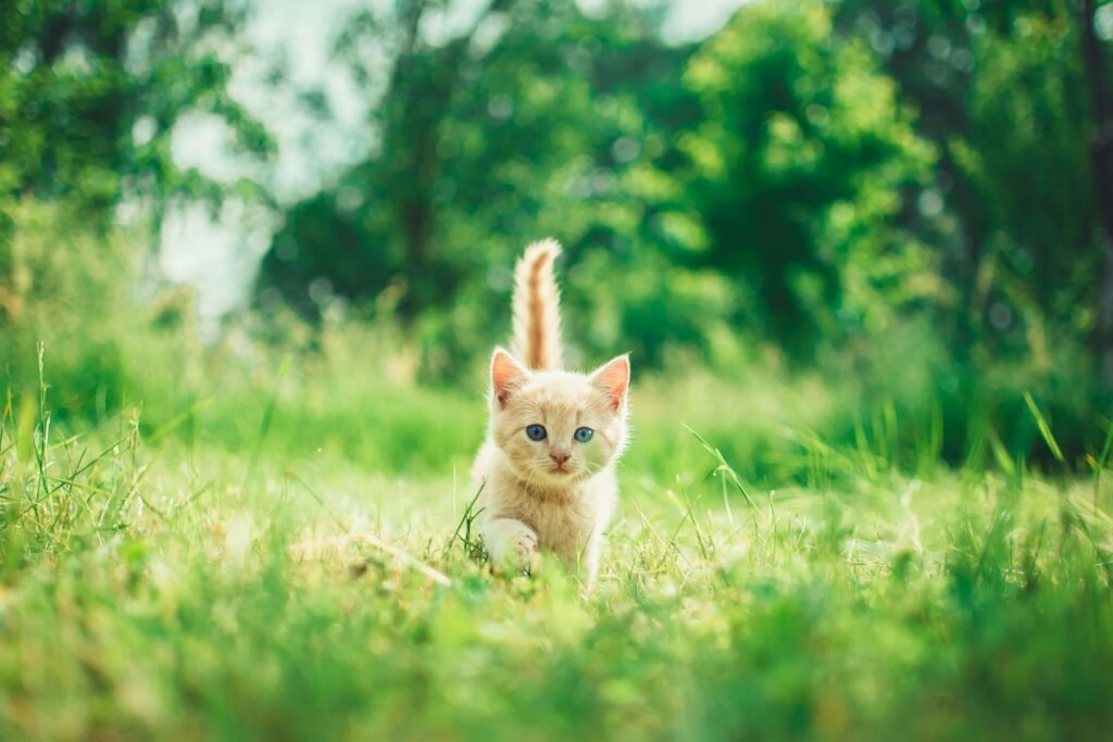 How to Find Cat Pee: Best 7 Expert Tips!