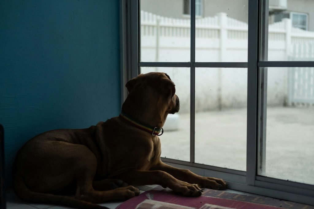 How to Trim Severely Overgrown Dog Nails: Best 7 Tips!