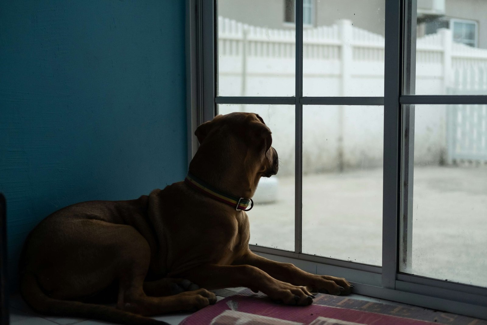 How to Trim Severely Overgrown Dog Nails: Best 7 Tips!