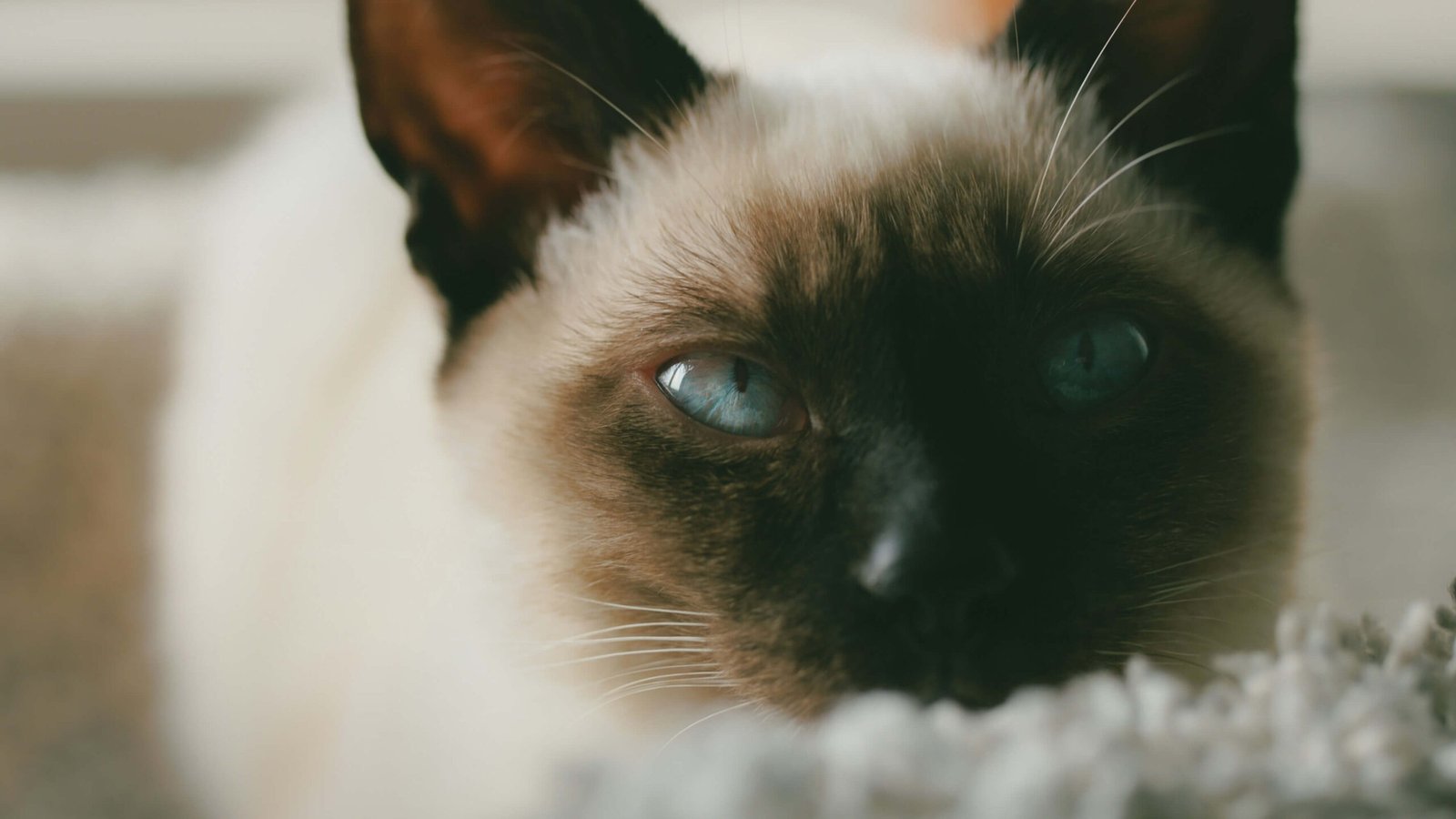 Cat Chemotherapy: Best 7 Health Tips!
