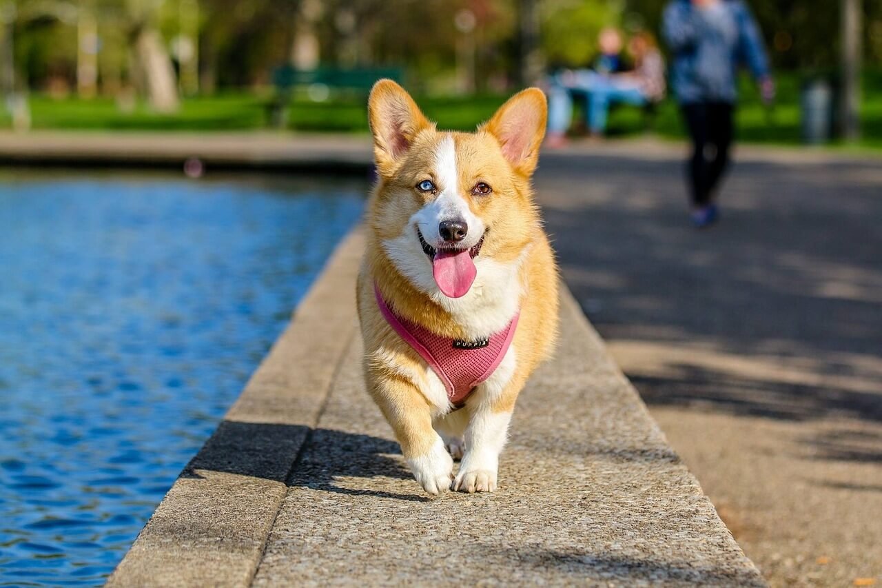 Why Do My Dogs Ears Stink? Best 7 Expert Tips!