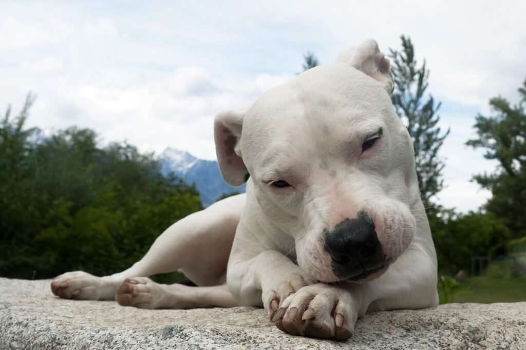 Why Does My Dog Put My Hand in His Mouth? Best 7 Tips!