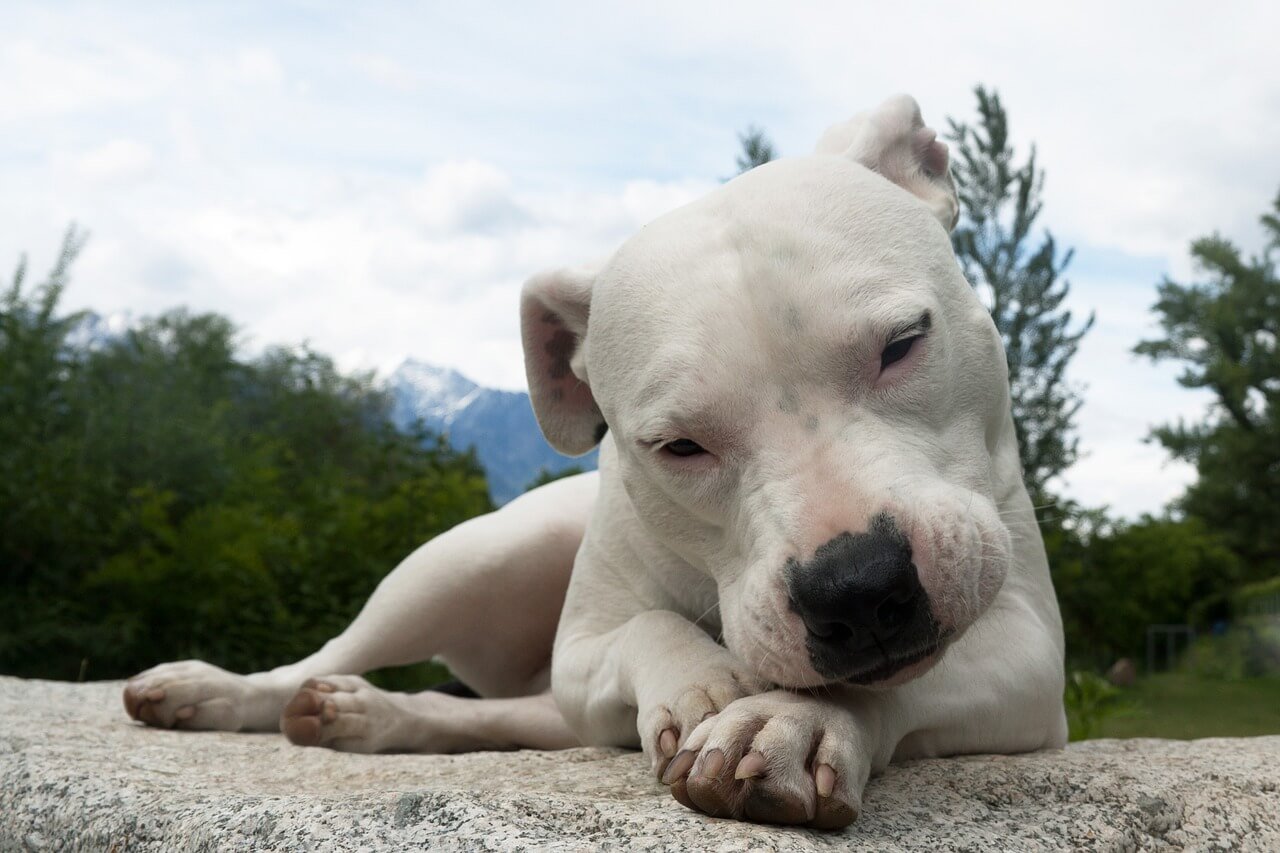 Why Does My Dog Put My Hand in His Mouth? Best 7 Tips!