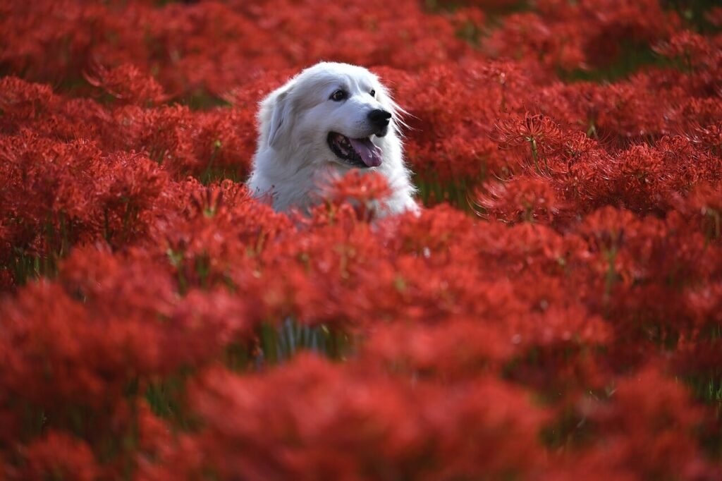 How Much to Tip Your Dog Groomer: Best 7 Expert Tips!