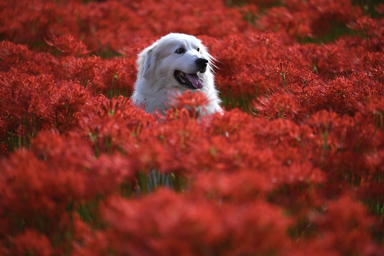 How Much to Tip Your Dog Groomer: Best 7 Expert Tips!