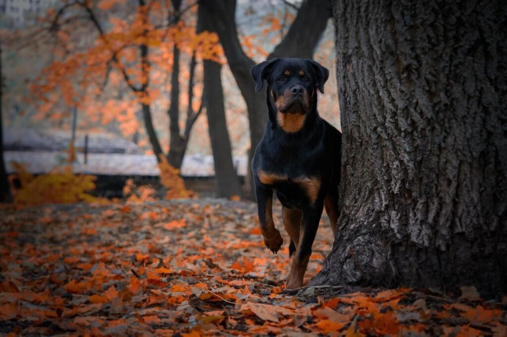 Understanding Histiocytoma in Dogs: Best 7 Expert Tips!