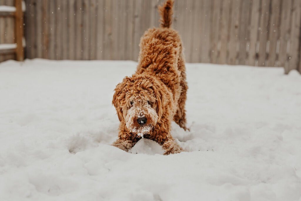Why Is My Dogs Poop Black? Best 7 Health Tips!