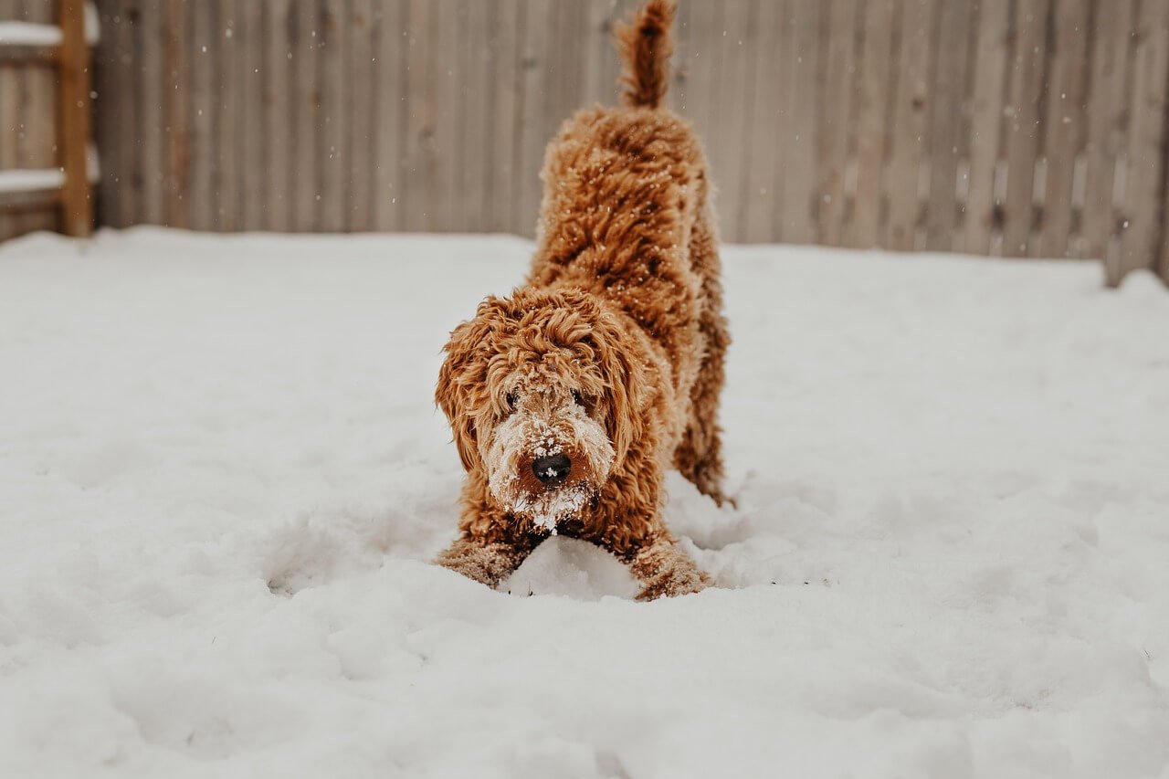 Why Is My Dogs Poop Black? Best 7 Health Tips!