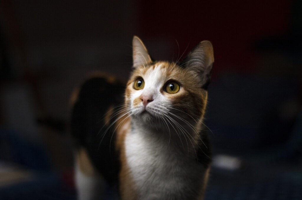 Can I Shave My Cat? Best 7 Expert Tips!