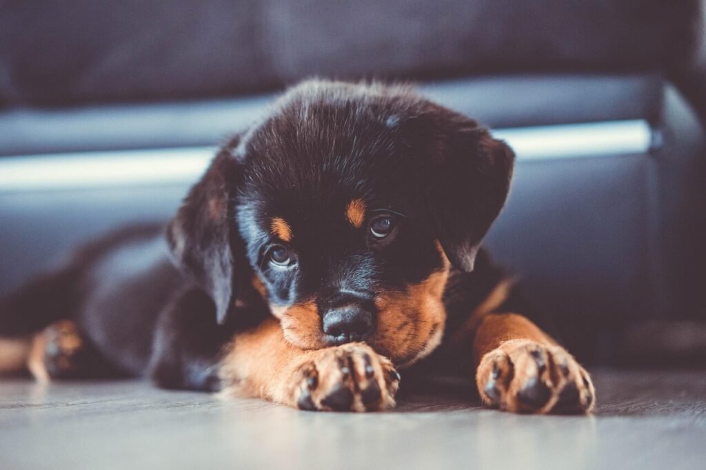 Why Does My Dog Whine at Night? Best 7 Behavior Tips!