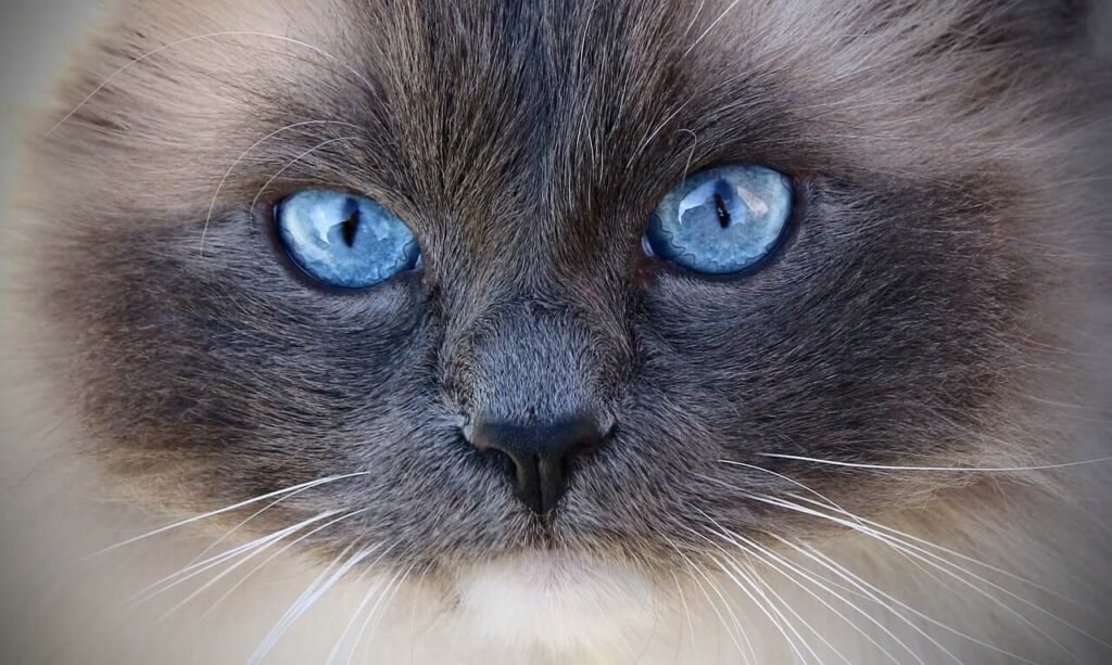The Enchanting World of Siamese Ragdoll Cats: Best 7 Tips!