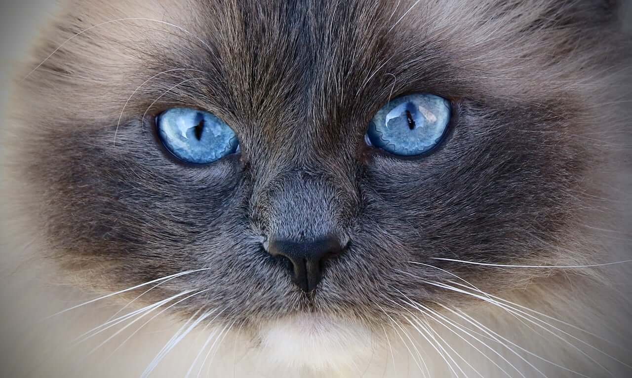 The Enchanting World of Siamese Ragdoll Cats: Best 7 Tips!