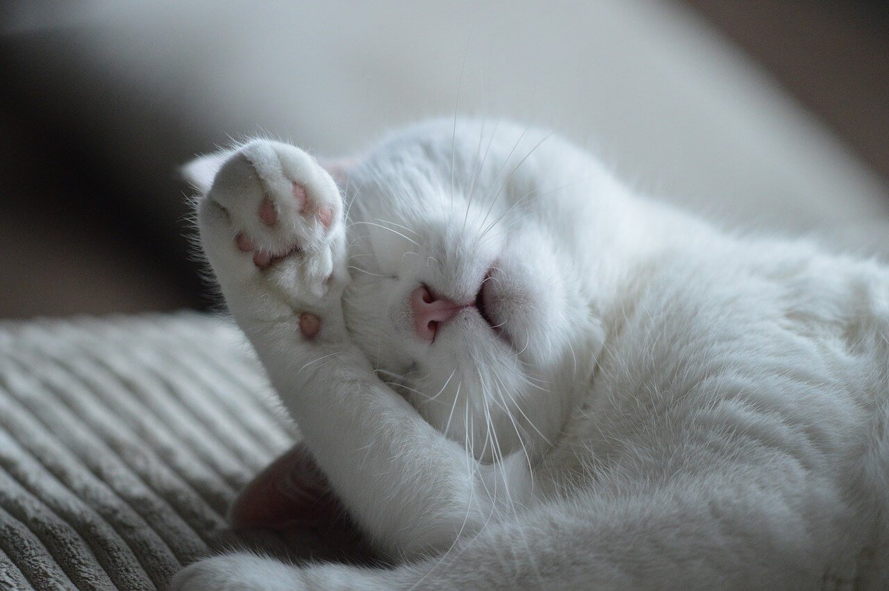 Can Cats Eat Corn? Best 7 Expert Health Tips!