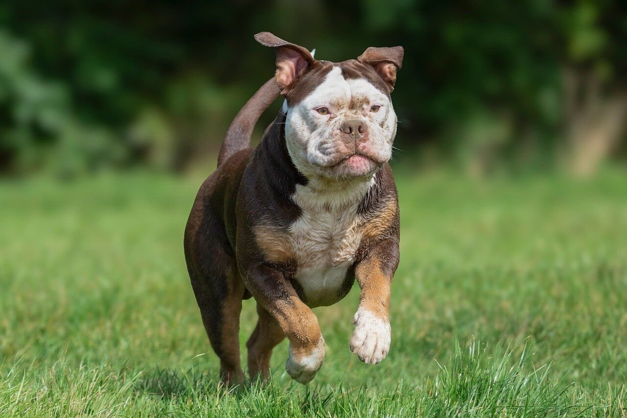 Choosing the Right Eye Drops for Your Dog: Best 7 Tips!