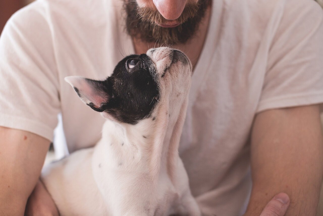 Understanding Dog Spleen Tumor Ultrasound: Best 7 Tips!