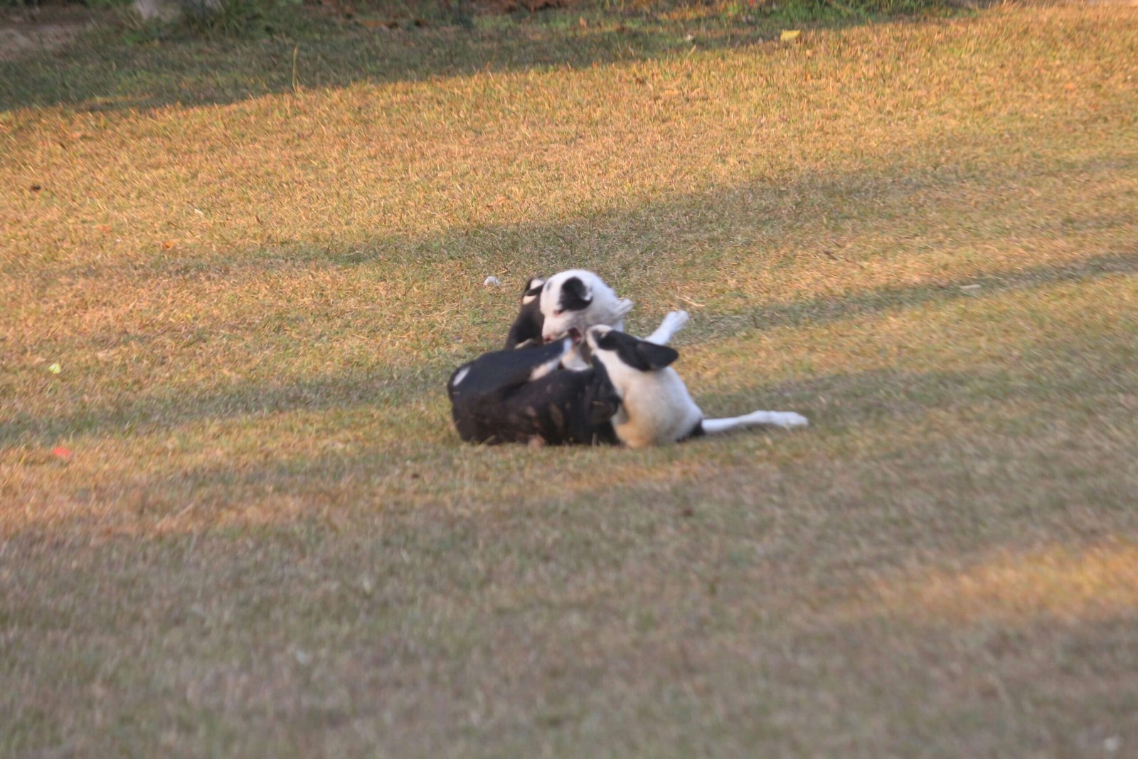 Why Does My Dog Roll on His Back? Best 7 Behavior Tips!