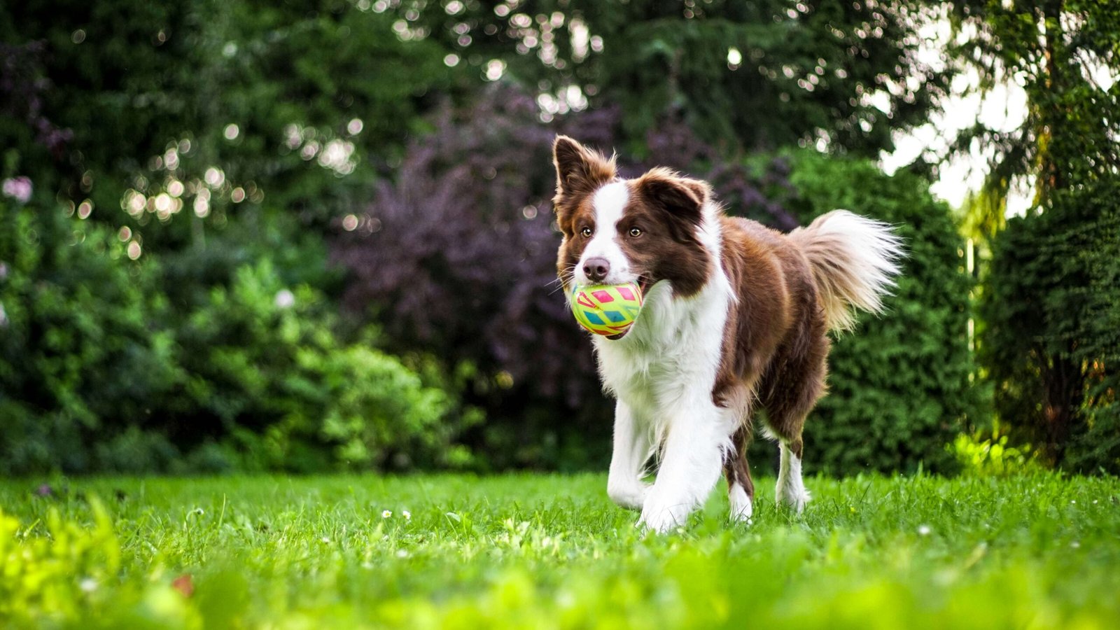How Long Will My Dog Itch After Flea Treatment? Best 7 Tips!