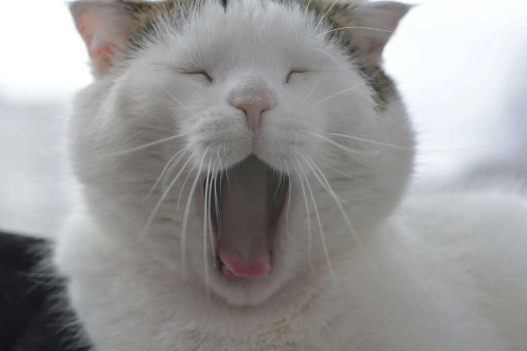 The Enigmatic Smile of a Cat: Best 7 Behavior Tips!