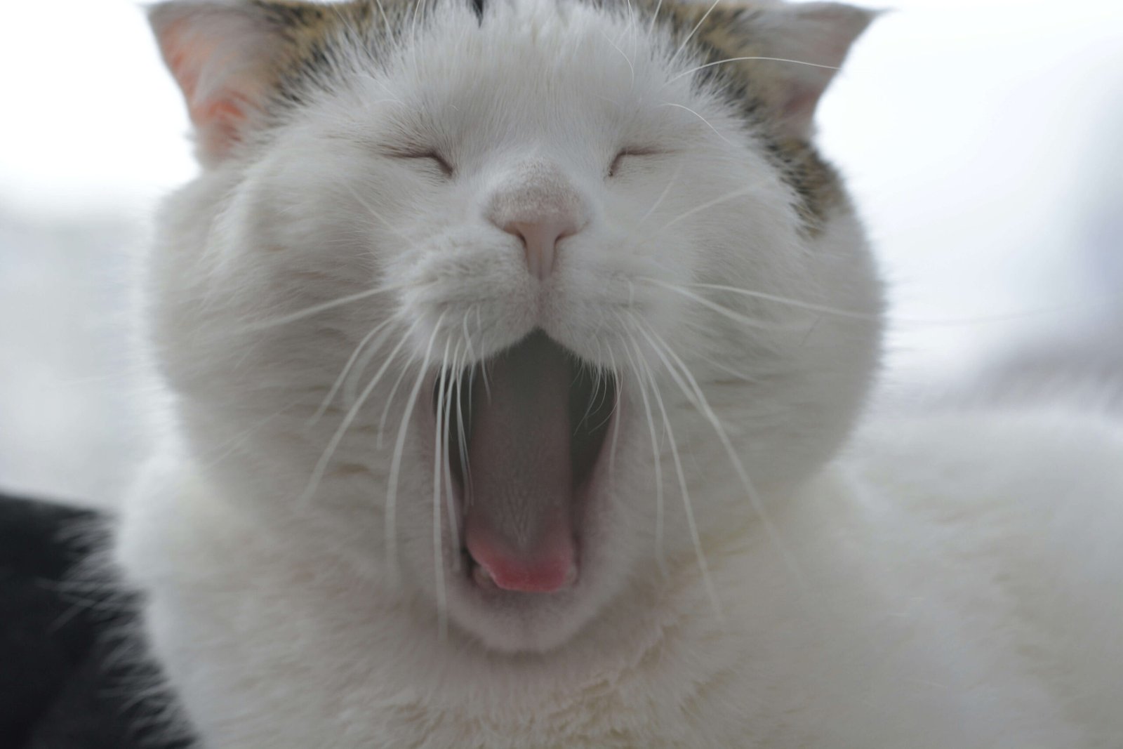 The Enigmatic Smile of a Cat: Best 7 Behavior Tips!