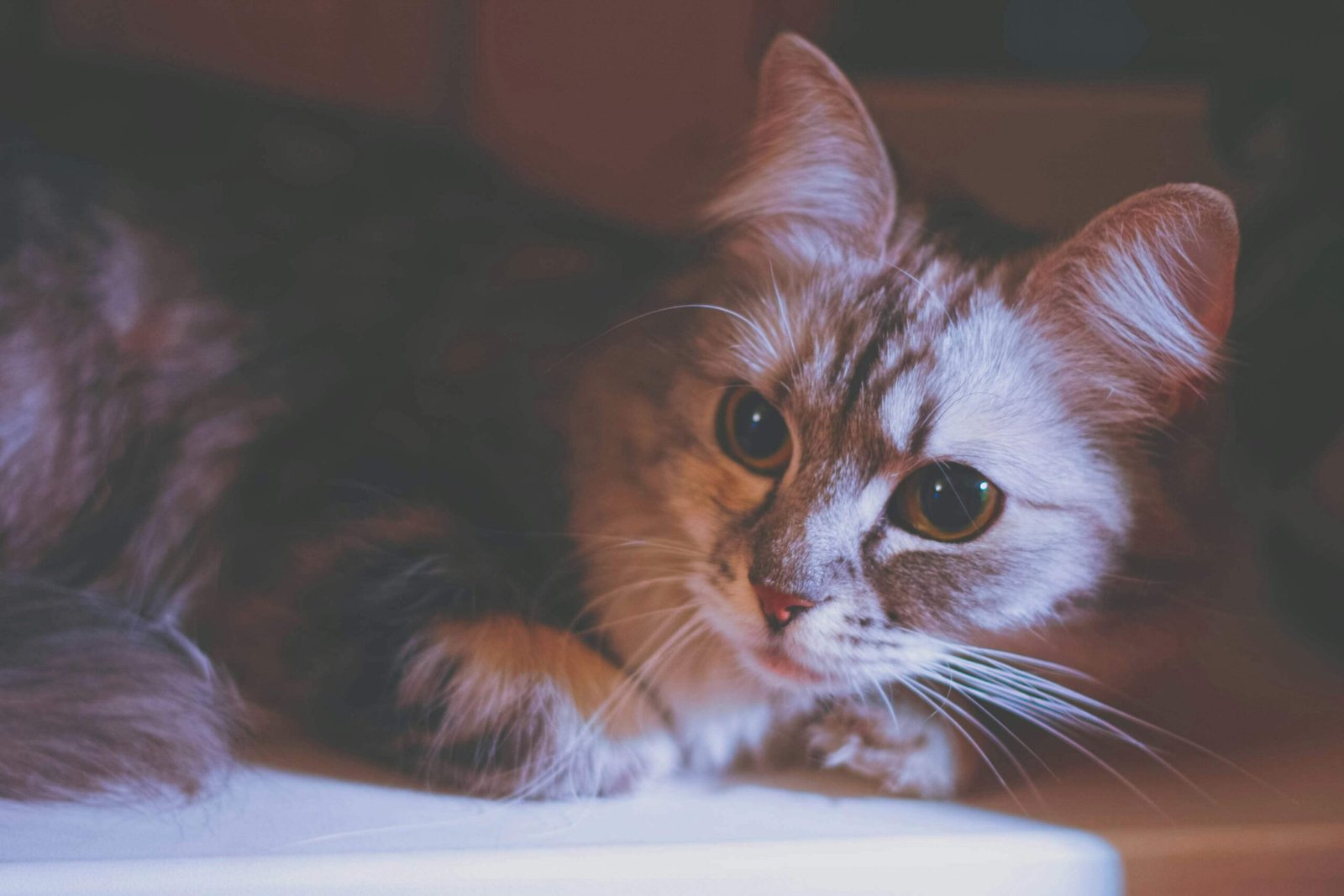 When Your Cat Puts Its Paw on You: Best 7 Expert Tips!